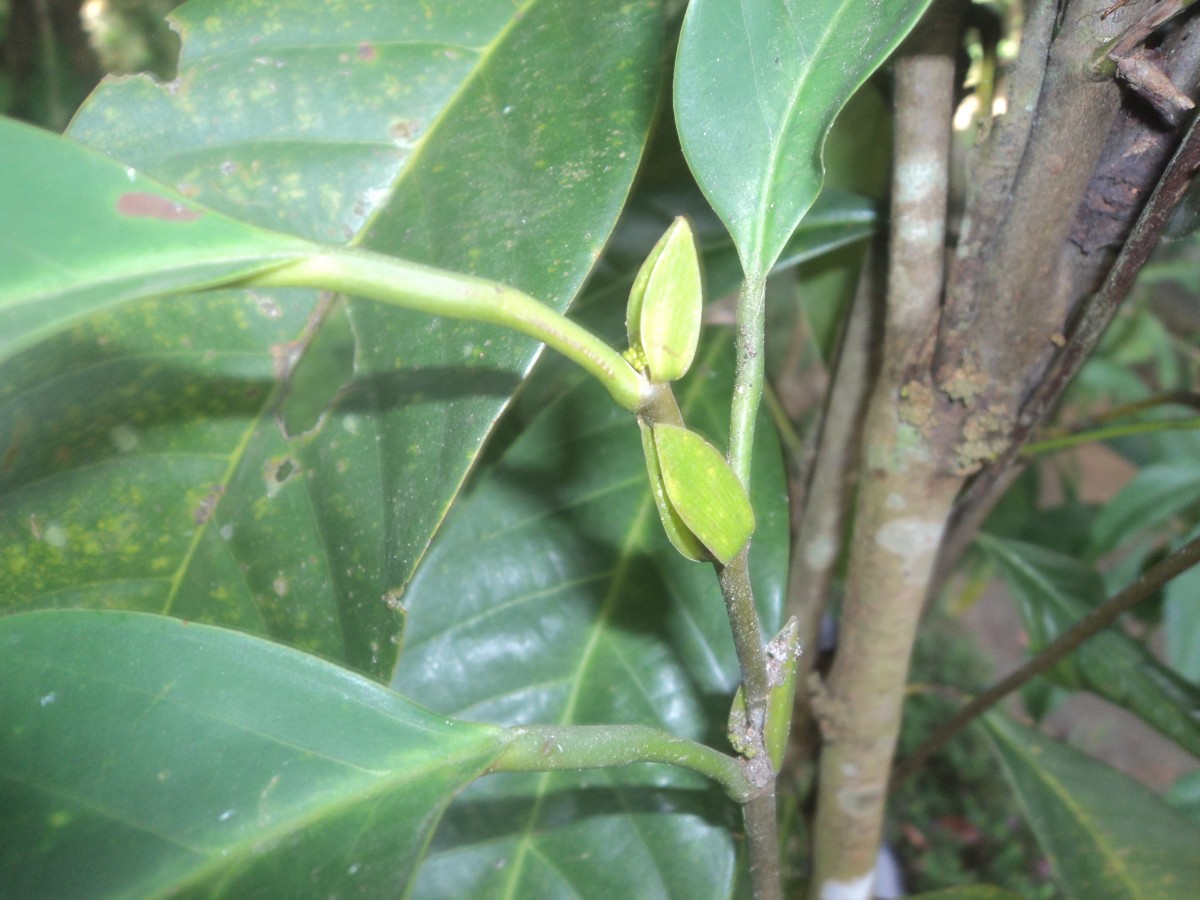 Anthoshorea hulanidda (Kosterm.) P.S.Ashton & J.Heck. Kosterm.